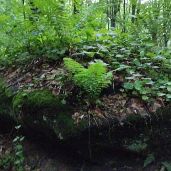 Валуны с мхом