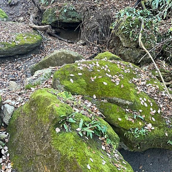 Валуны с мхом